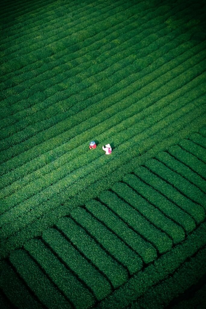 People harvesting tea in a green plantation in China